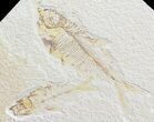 Diplomystus & Knightia Fossil Fish Plate - x #42492-1